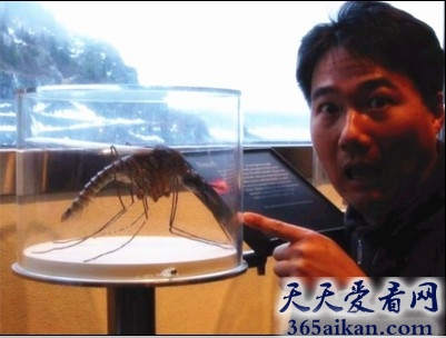世界上最大的蚊子有多大？世界最大的蚊子吓死宝宝了！
