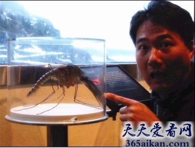 世界上最大的蚊子有多大？世界最大的蚊子吓死宝宝了！