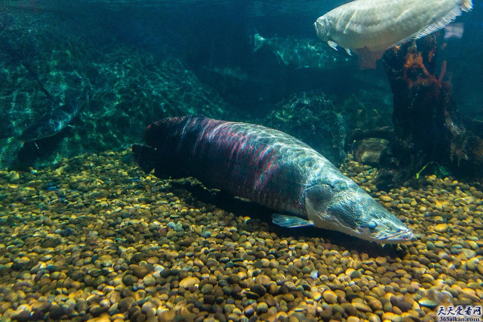揭秘：世界最大的淡水鱼是哪种？