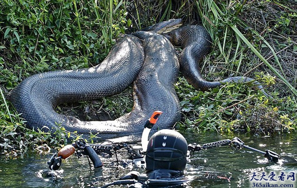 揭秘：世界最大的蛇有多大？