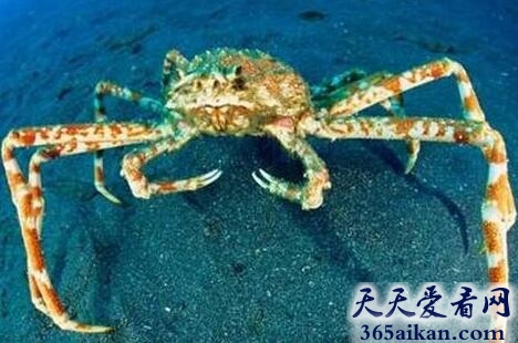 揭秘：世界最大的螃蟹有多大？世界最大的螃蟹竟然猎杀人类是真的吗？