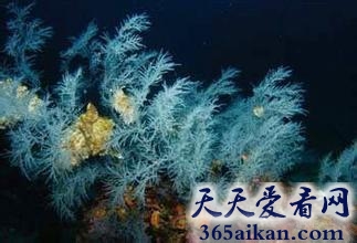 世界上最大的黑珊瑚森林在哪个海里面？