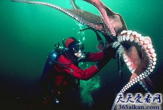 世界上最大的章鱼有多大？世界上最大的章鱼介绍