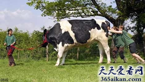 世界上最大的奶牛有多大？世界上最大的奶牛介绍