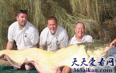 世界上最重的白化鲶鱼，男子钓到200斤重白化鲶鱼