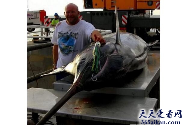 世界上最大的蓝枪鱼重多少？世界上最大的蓝枪鱼介绍