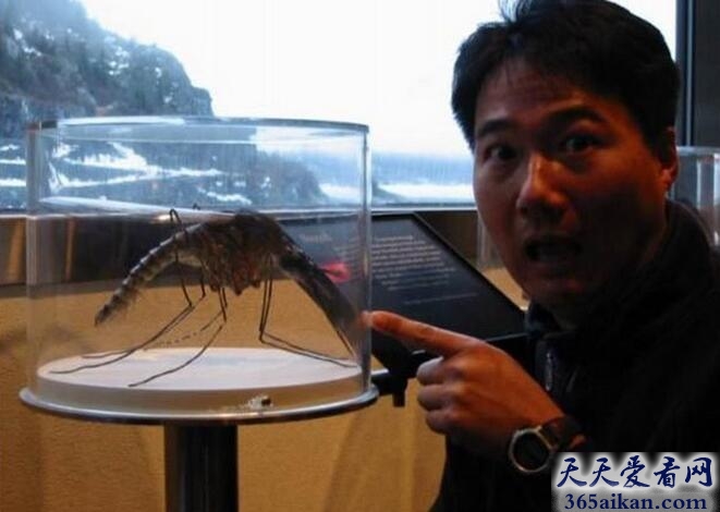 世界最大的蚊子.jpg