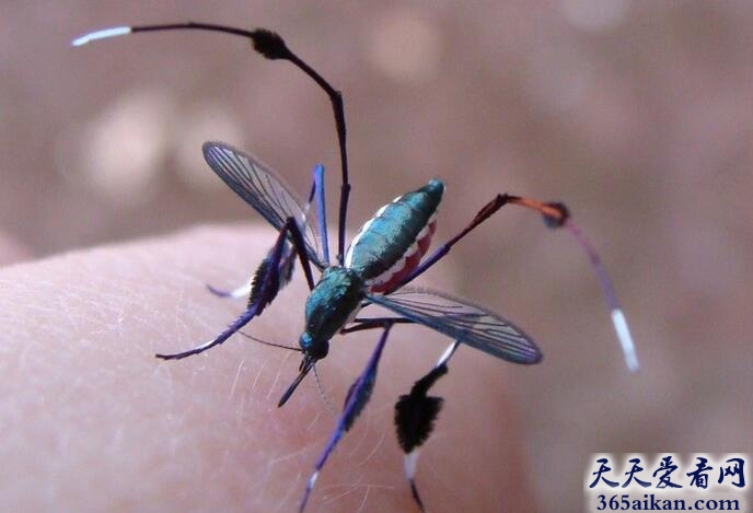 世界上现存最大的蚊子：华丽巨蚊