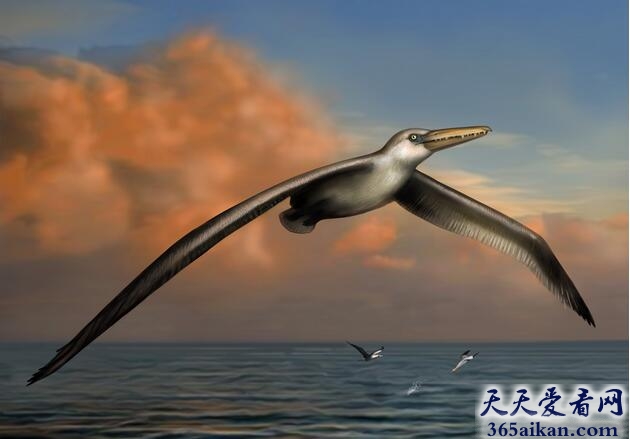 揭秘：世界上最大的鸟，跟飞机有的一拼！