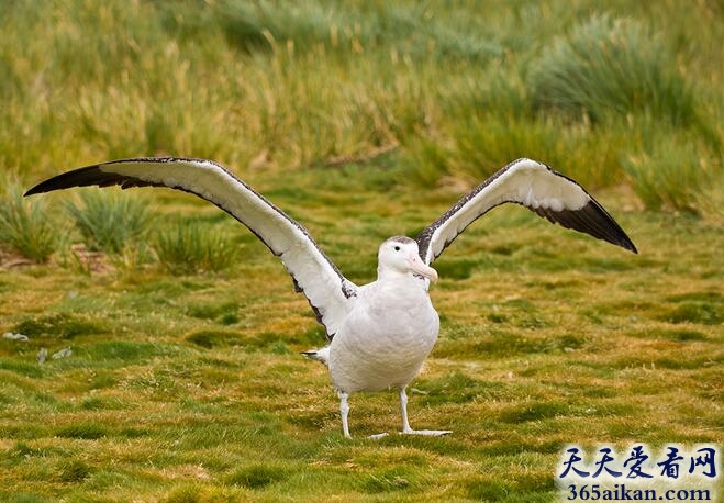 世界上翼展最大的鸟——漂泊信天翁