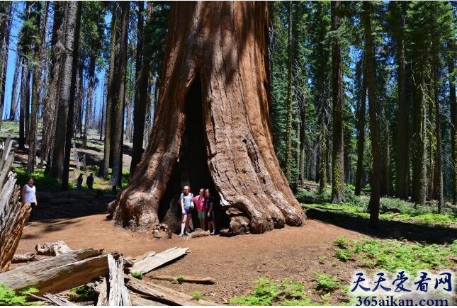 世界上体积最大的树——巨杉
