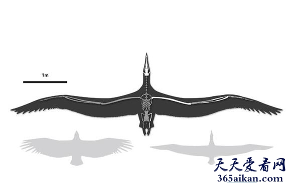 Pelagornis sandersi1.jpg