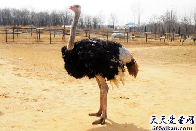 世界上体型最大的鸟：鸵鸟，身高可达3米！