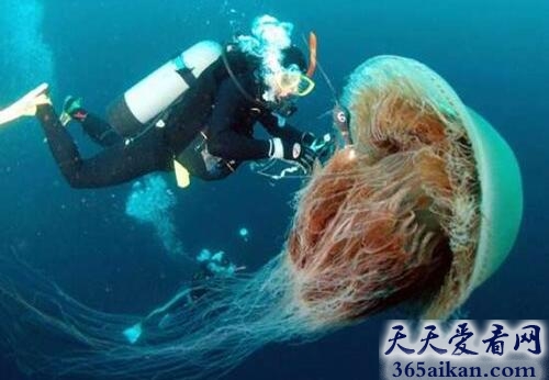 世界上最大的浮游生物：水母