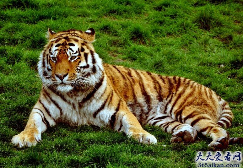 中国最大的猫科动物——东北虎