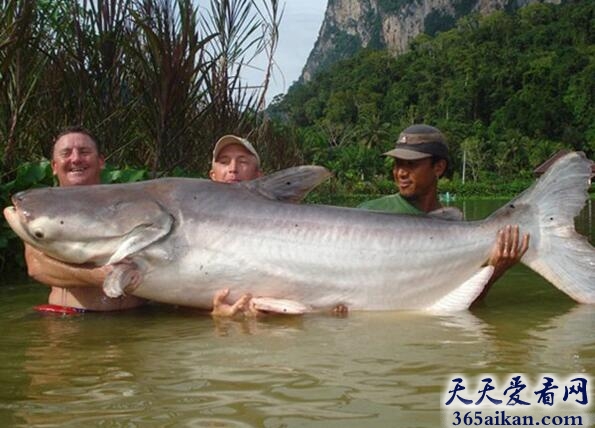 世界上最大的鲶鱼：巨型湄公河鲶鱼