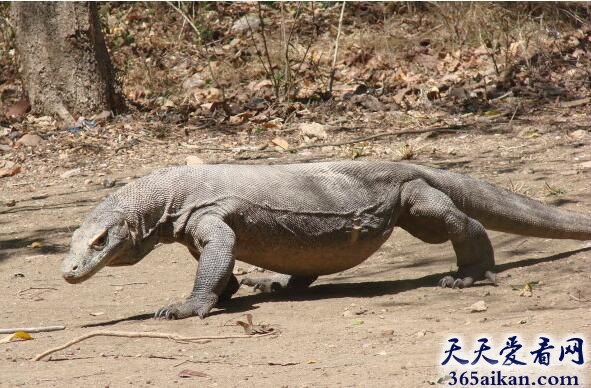 世界上最大的蜥蜴——科莫多巨蜥