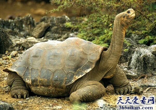 世界上最大的龟：象龟，最重可达375千克！
