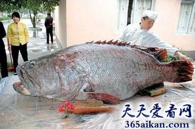 鱼王诞生！世界上最大的石斑鱼，重达683斤！