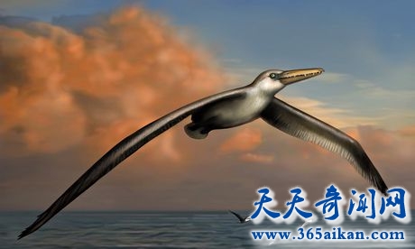 世界上最大的史前鸟类，翼展7米3堪比小型战斗机