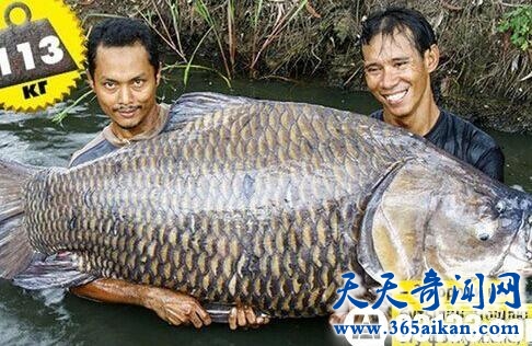 世界上最大的鲤鱼，鲤鱼王竟然重达113公斤！