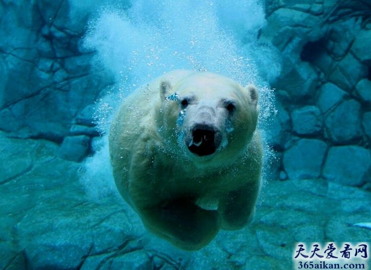 北极熊.jpg
