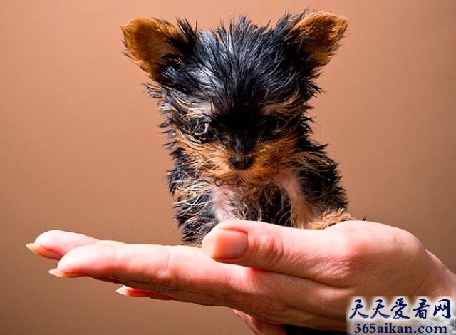 世界最小的狗有多大？世界最小的狗图片赏析