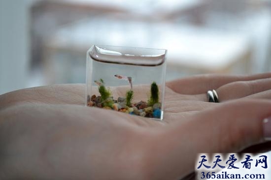 世界上最小的水族馆有多小？世界上最小的水族馆能养鱼吗？