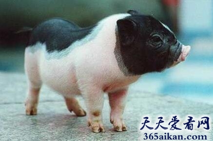 世界上最小的猪有多小？世界上最小的猪介绍