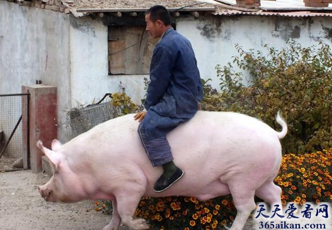 世界最重的猪有多少斤？猪八戒哪里逃！