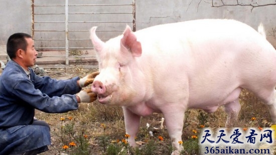 世界最重的猪有多少斤？猪八戒哪里逃！