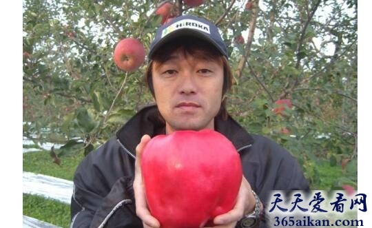 世界上最重的苹果？.jpg