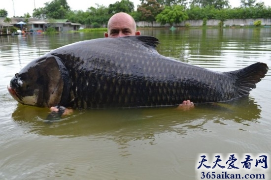 世界最重暹罗鲤鱼有多重？