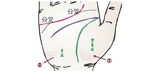 感情线分叉多预示着什么？感情线很多分叉好不好？