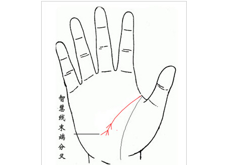 手掌智慧线有分叉寓意是什么？