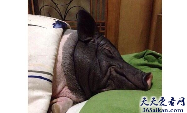 梦见猪睡觉预示着什么,梦见猪睡觉有什么寓意？