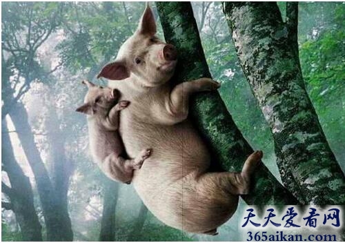 梦见猪上树预示着什么,梦见猪上树有什么寓意？