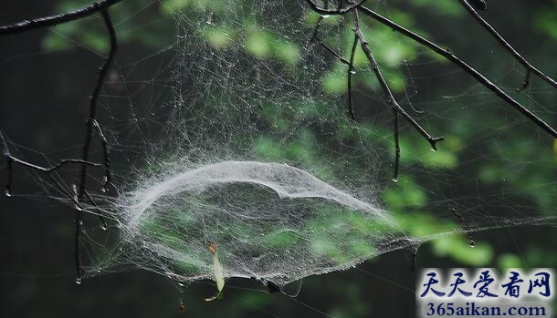 梦见蜘蛛网缠身代表什么,梦见蜘蛛网缠身有什么寓意？