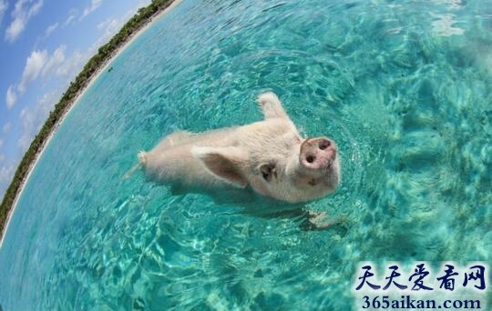 梦见猪游泳代表了什么,梦见猪游泳有什么解释？
