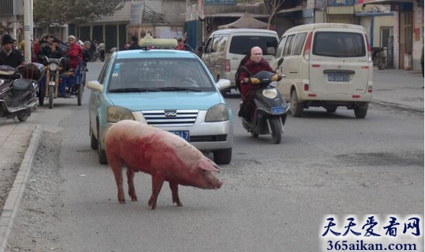 梦见猪挡路有什么寓意,梦见猪挡路好不好？