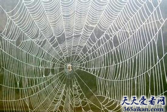 梦见蜘蛛网预示着什么,梦见蜘蛛网好不好？