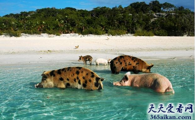 梦见猪在水里好不好,梦见猪在水里有什么寓意？