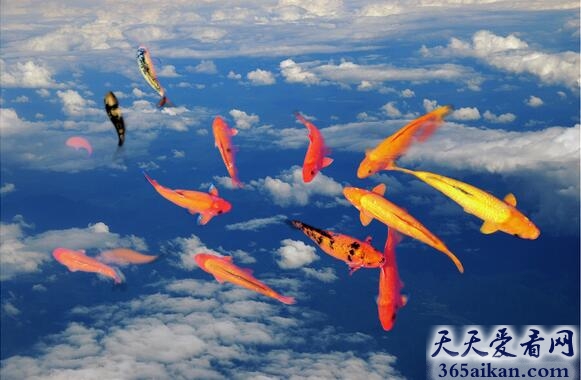 梦见鱼在天上飞是什么征兆,梦见鱼在天上飞代表什么？