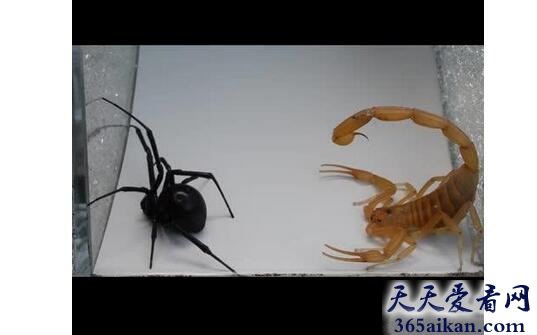 蜘蛛15.jpg