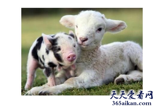 梦见猪和羊预示着什么,梦见猪和羊有什么含义？