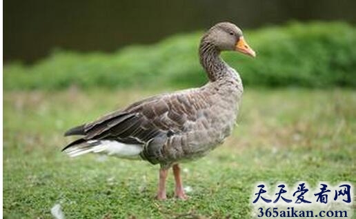 鸭子6.jpg