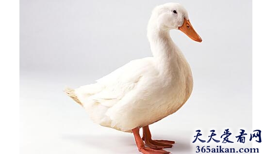 孕妇梦见鸭子.jpg