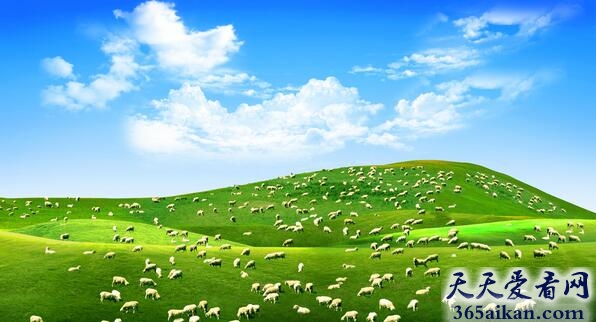梦见羊群是什么意思,梦见羊群代表了什么？