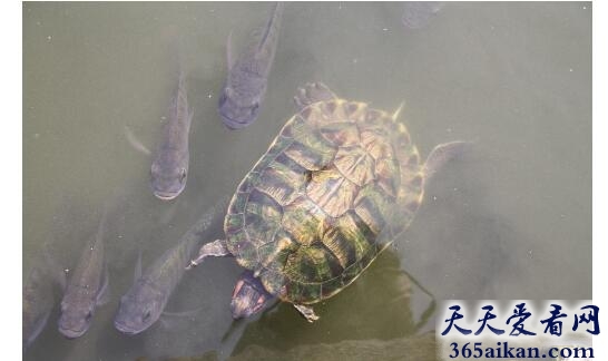 乌龟8.jpg
