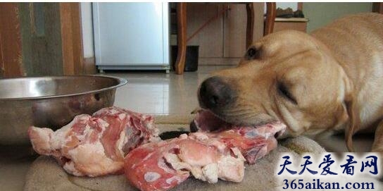 梦见狗吃肉预示着什么,梦见狗吃肉代表什么？
